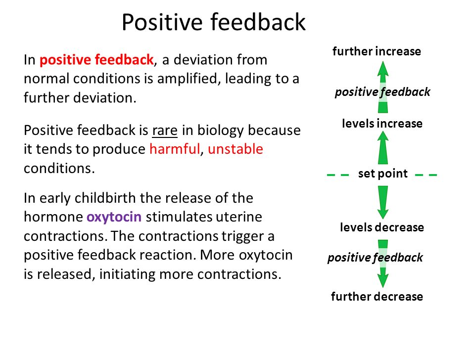 a2 biology essay negative feedback